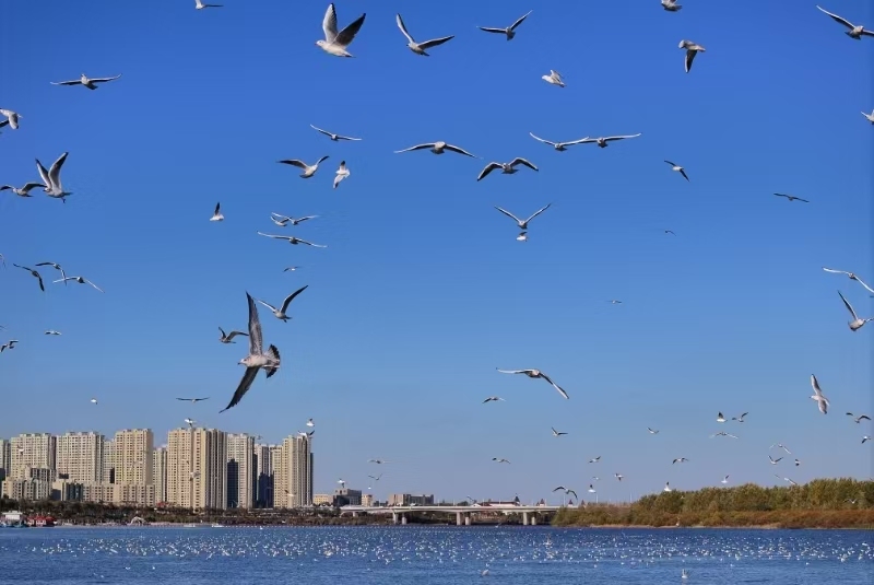 九游体育网站：绿色龙江中的“一抹蓝”(图2)